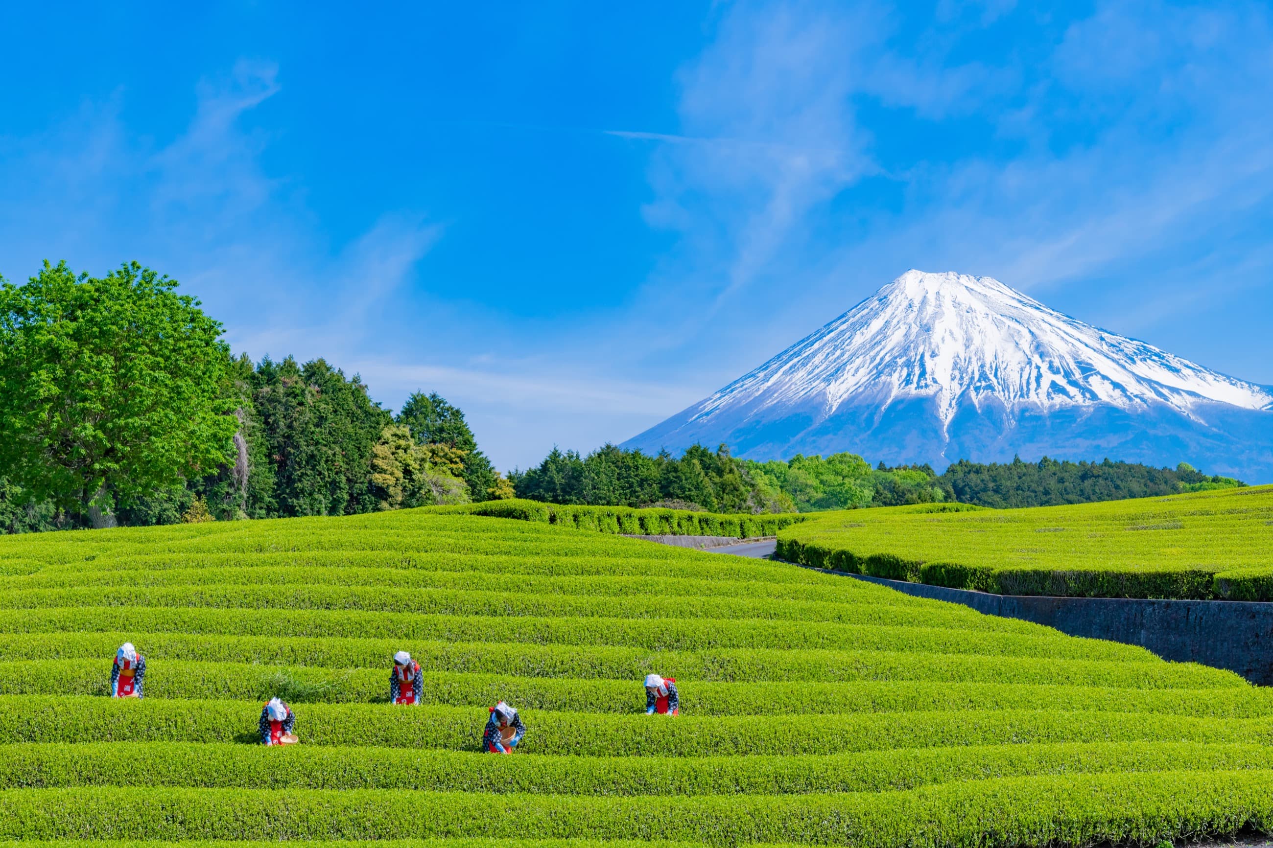 Mount Fuji overlooking green Japanese tea fields