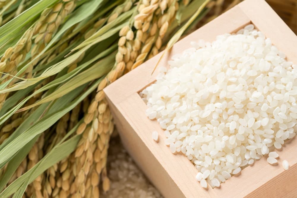 Japanese rice and rice plant for rice ceramide