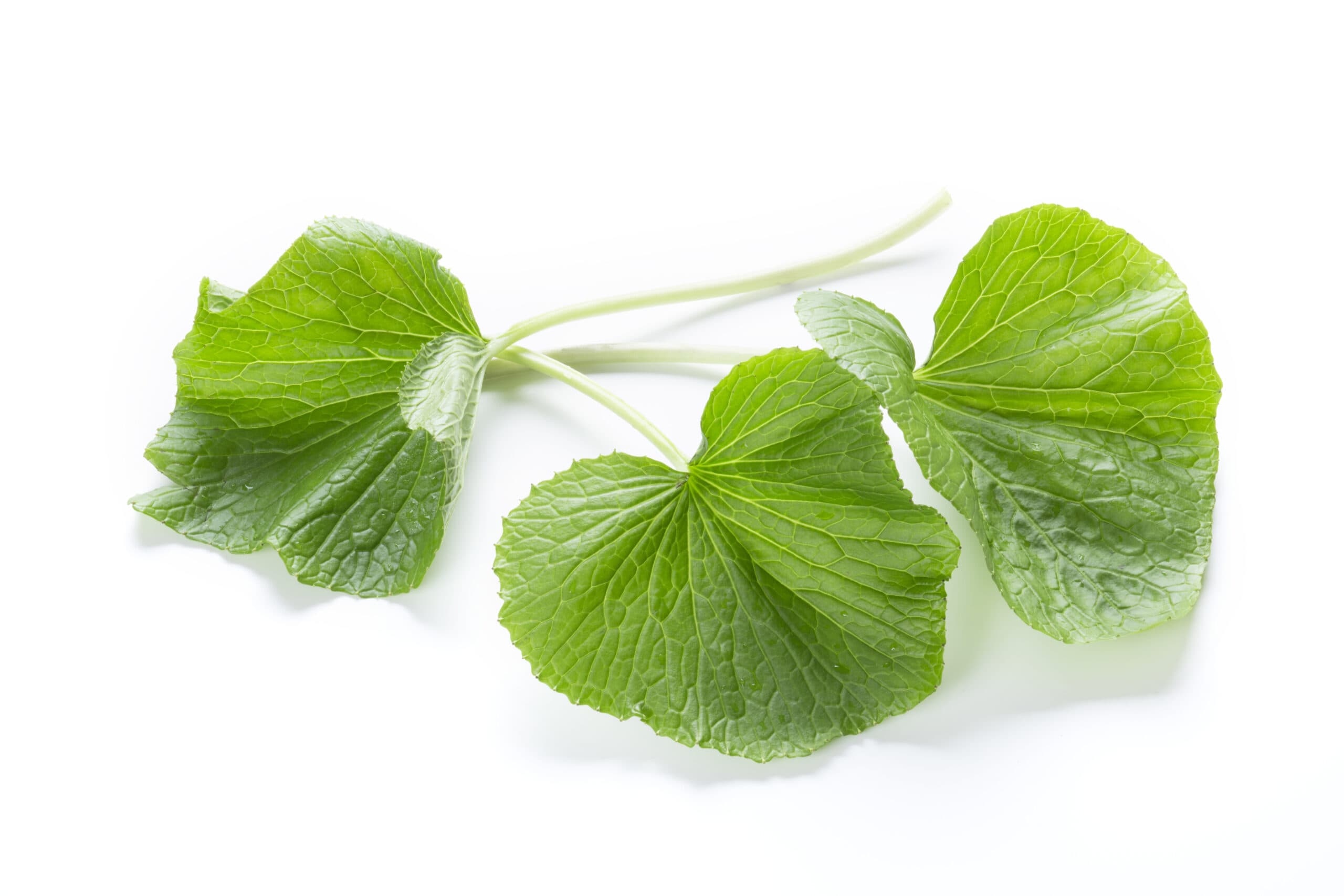 Butterbur Extract visual