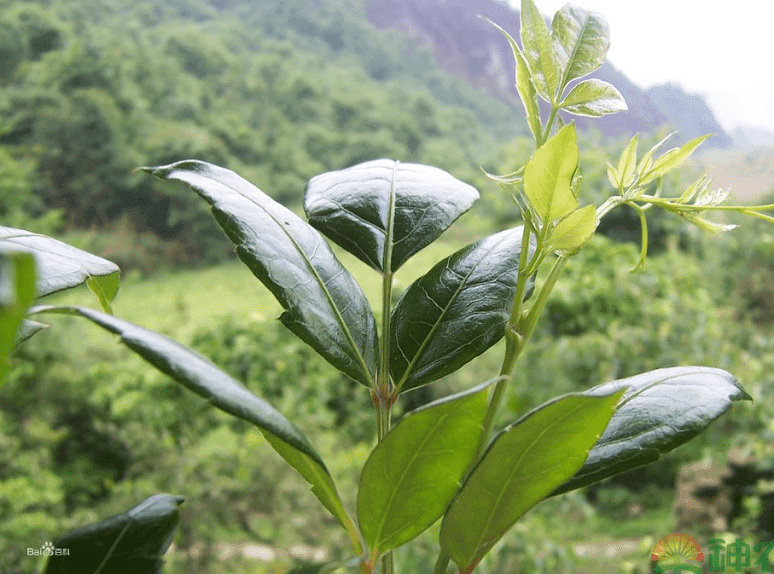 Ampelopsis Grossedentata Extract visual