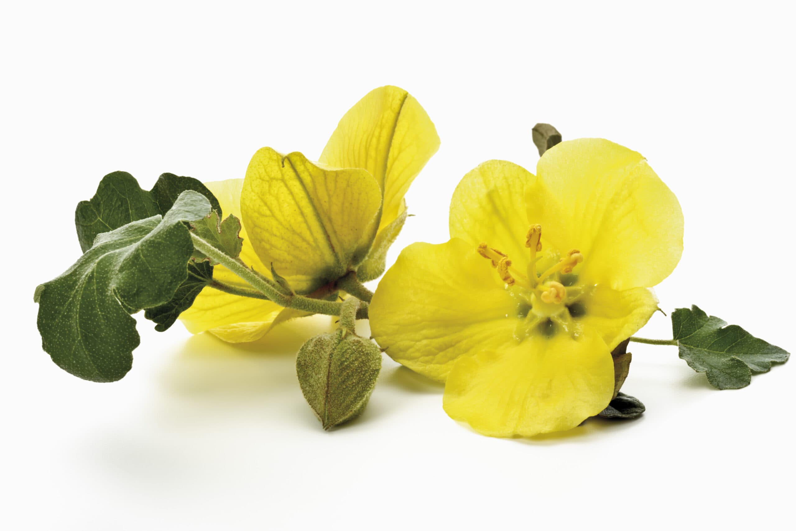 Evening Primrose Extract visual