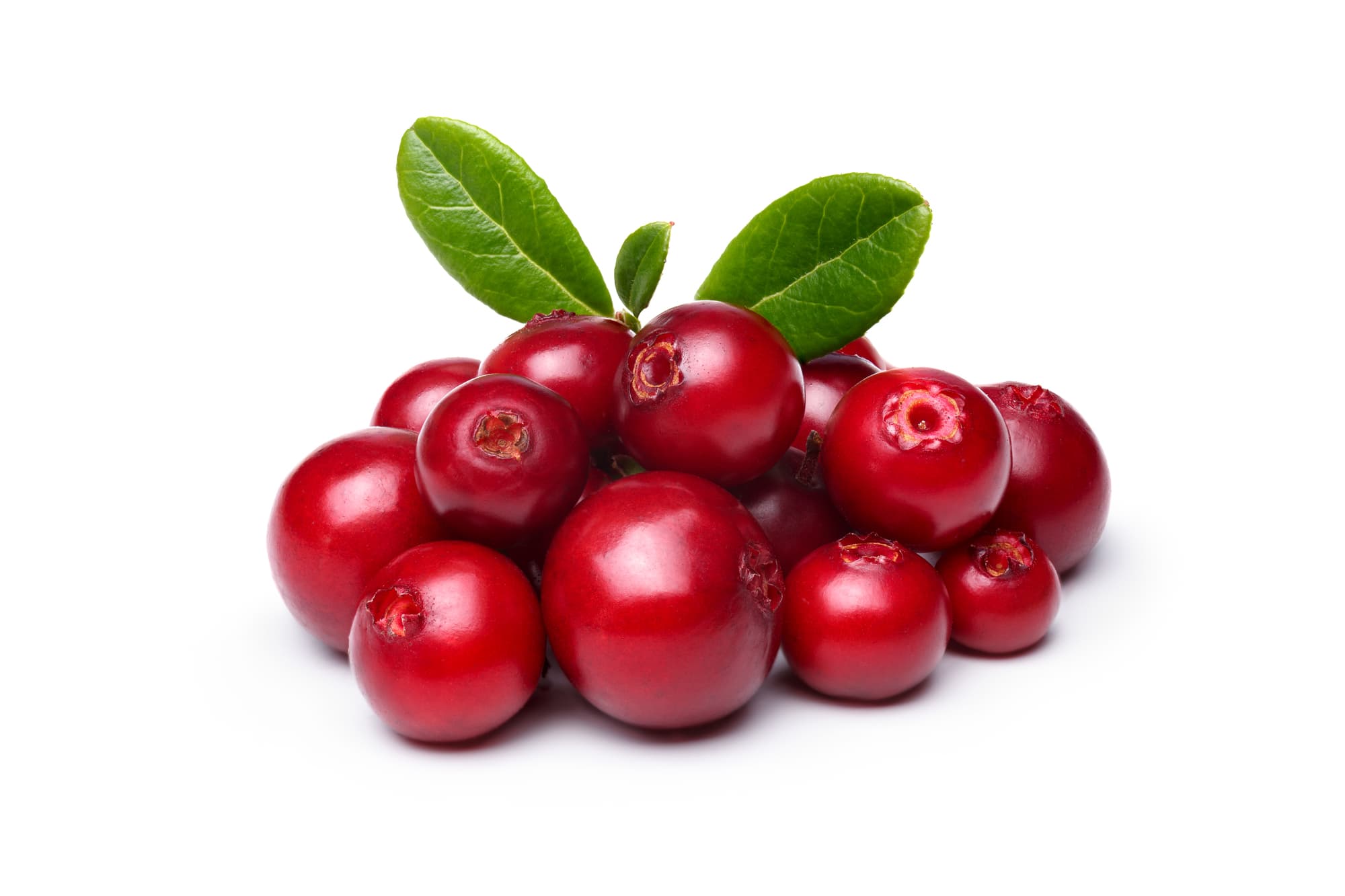 Lingonberry Extract visual