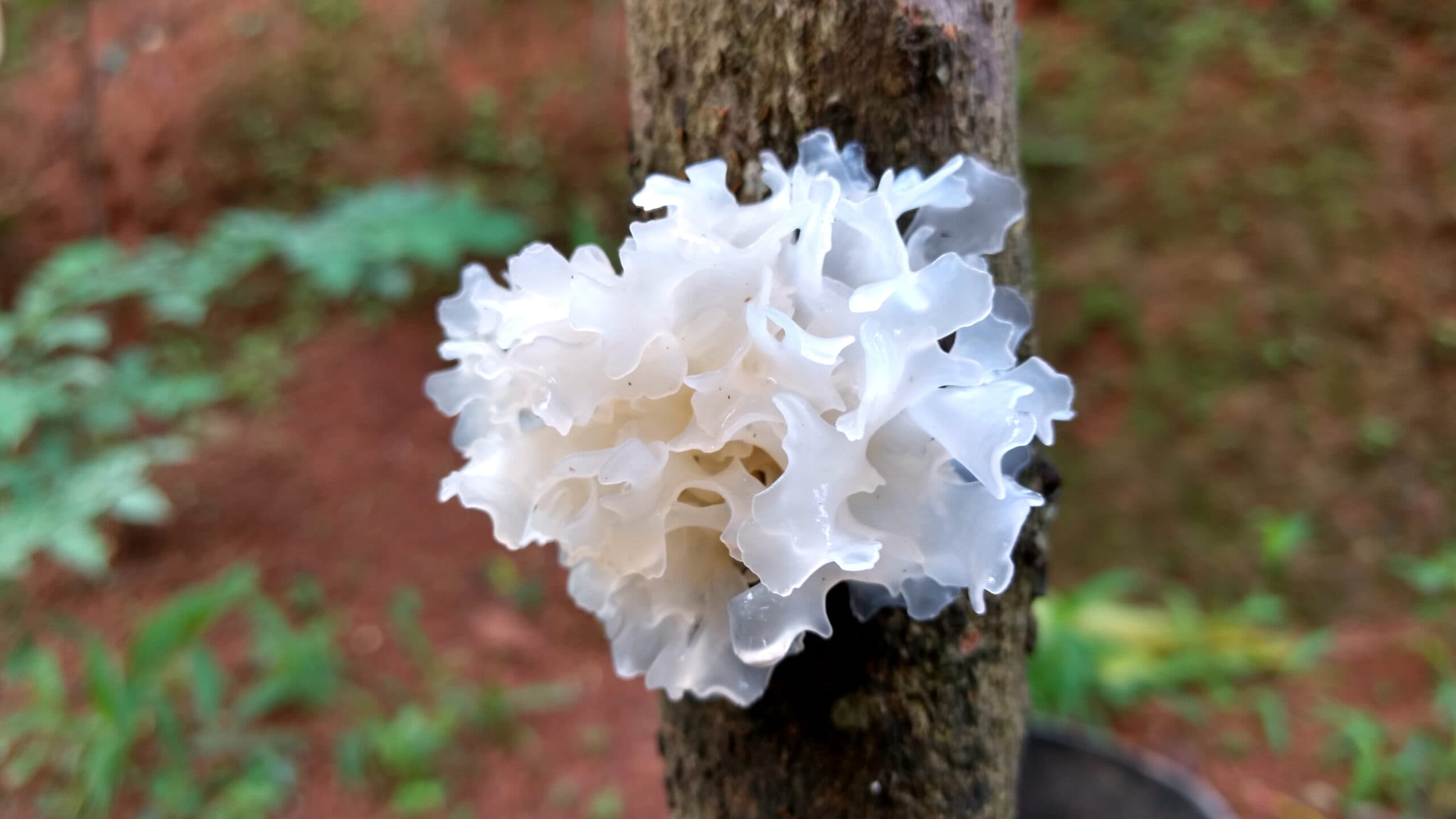 Tremella Polysaccharide visual