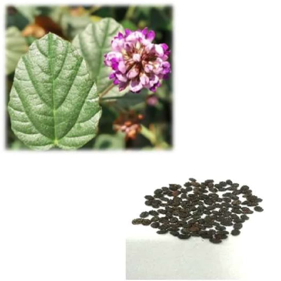 Borage Fruit Oil visual
