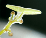 Junsai Extract visual