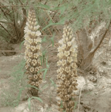 Cistanche Extract visual