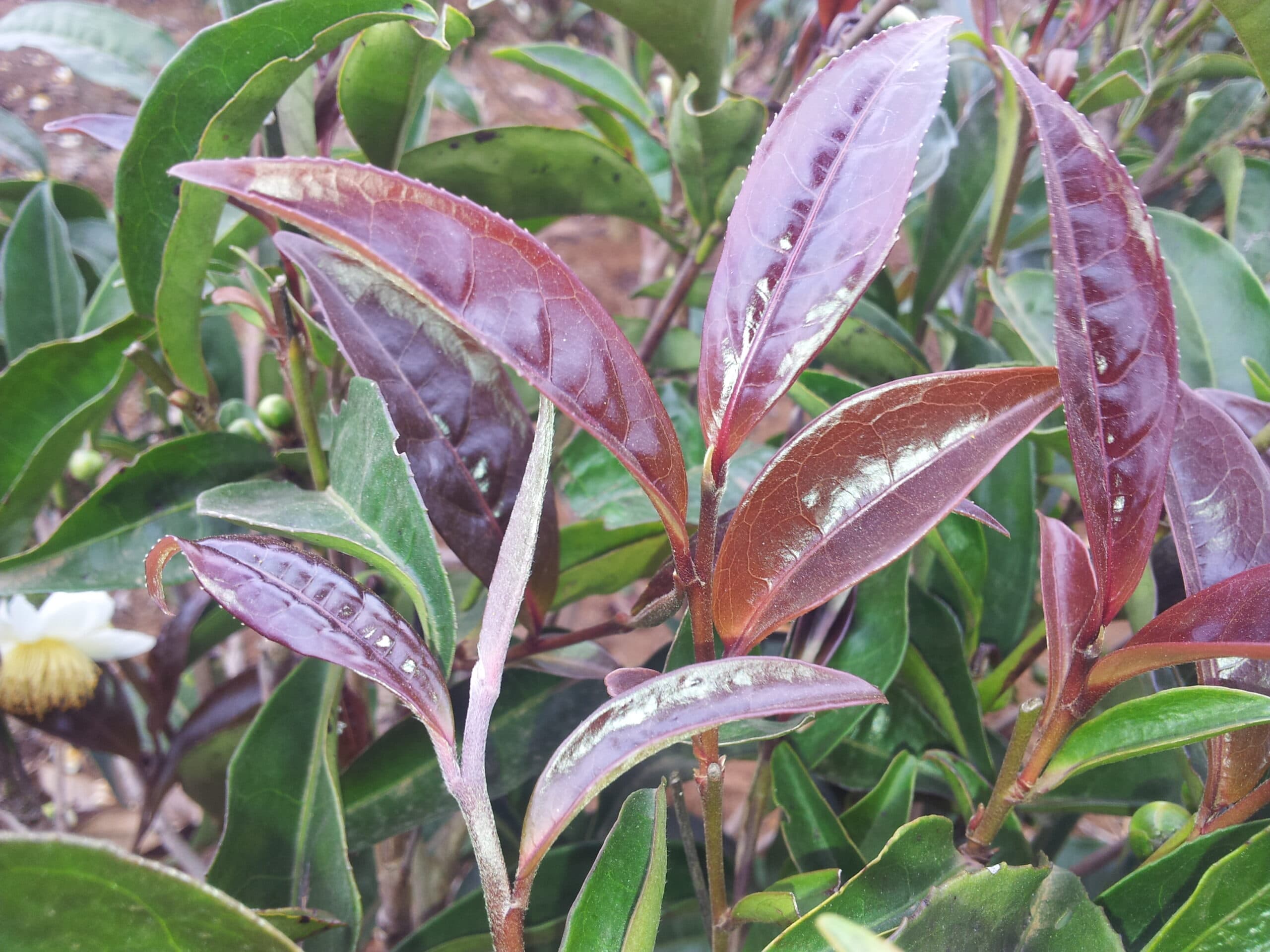 Purple Tea Extract visual