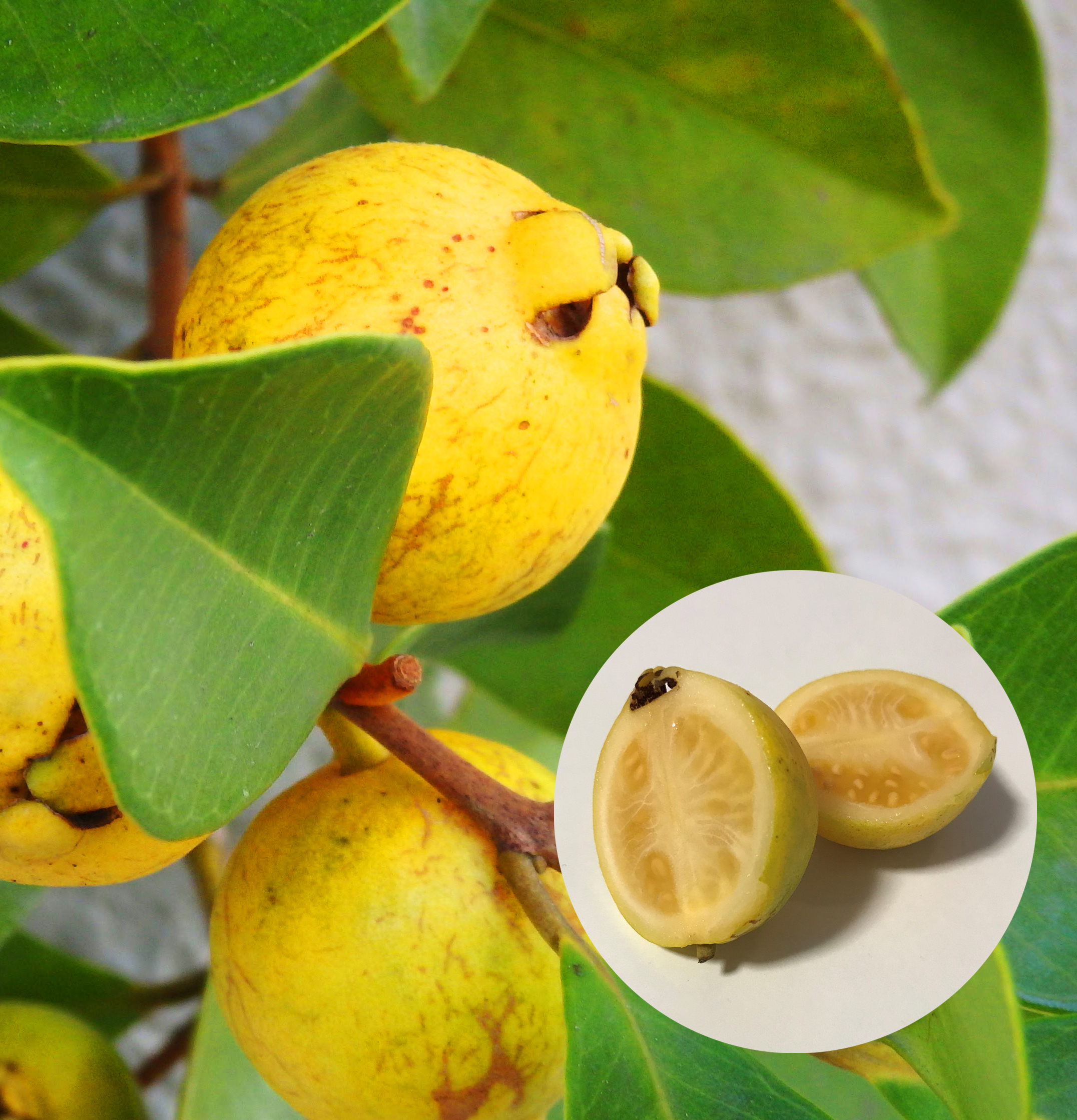 Strawberry Guava Extract visual