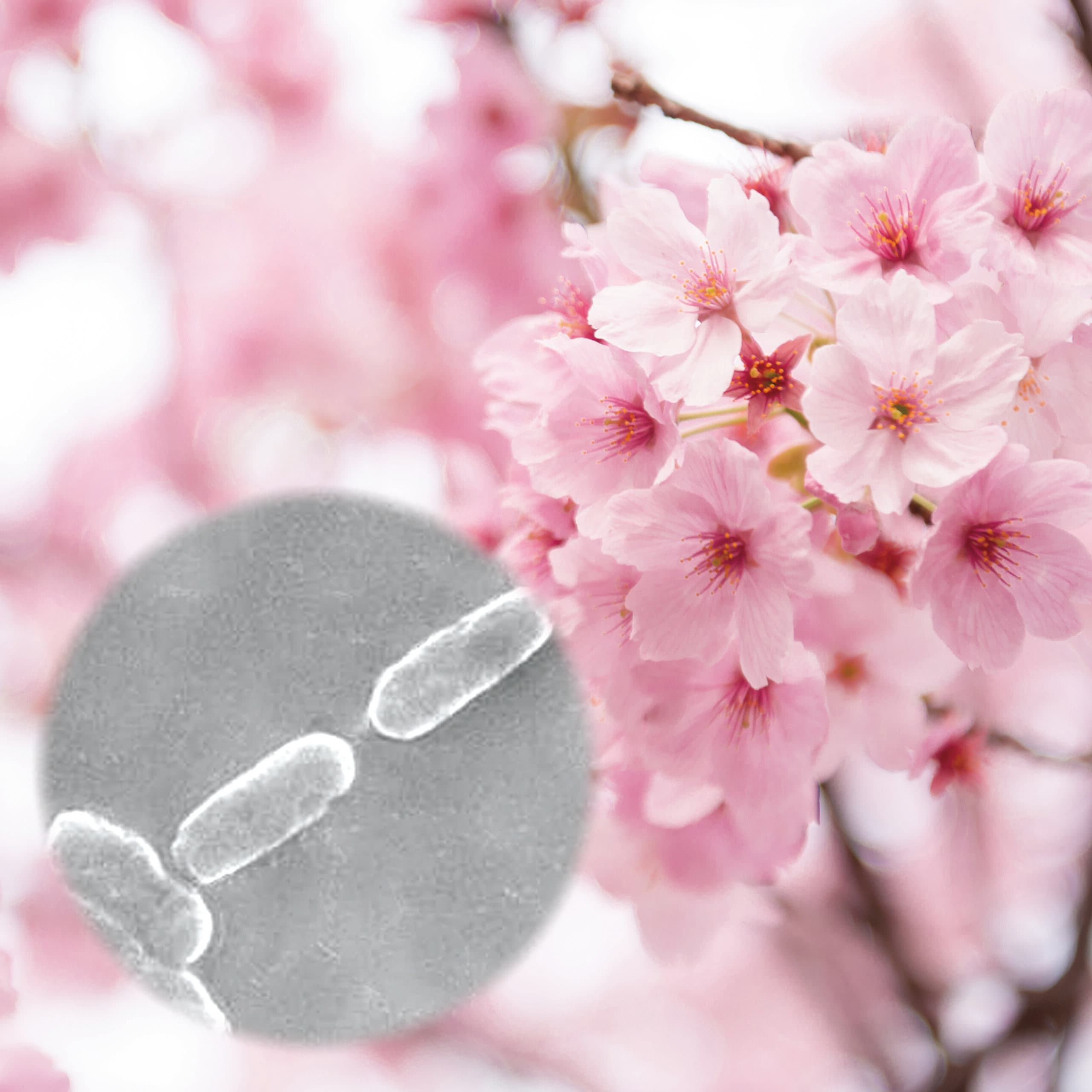 Sakura Lactic Acid Bacteria visual