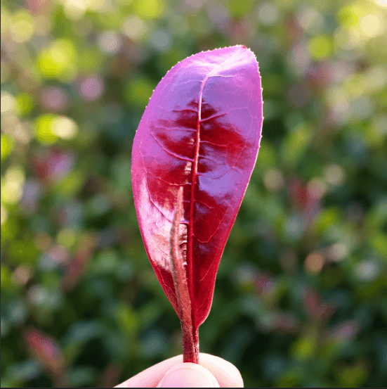 紫茶の赤紫色の茶葉