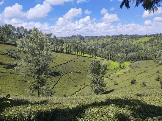 ケニアの茶園風景