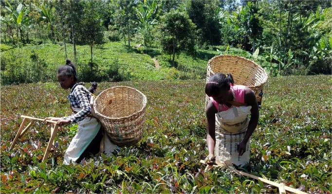 紫茶を収穫する人々
