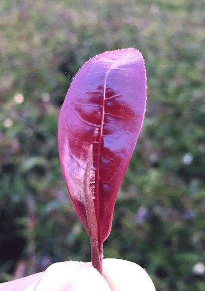 赤紫色の紫茶の葉
