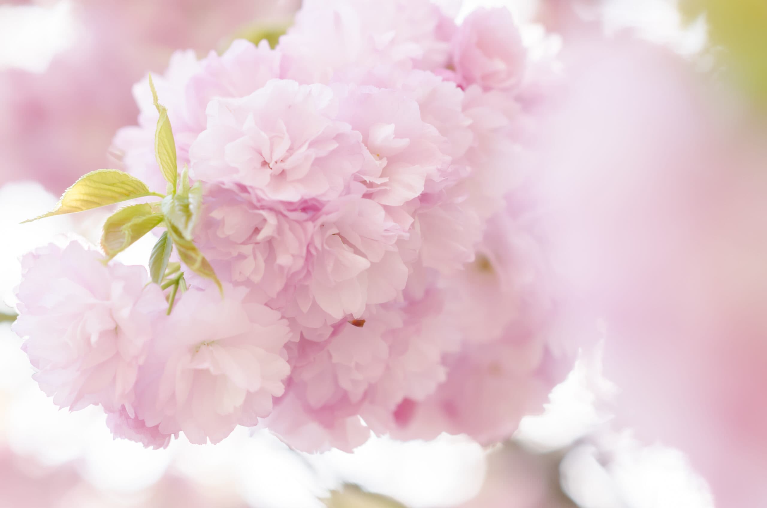 Sakura Flower Extract visual